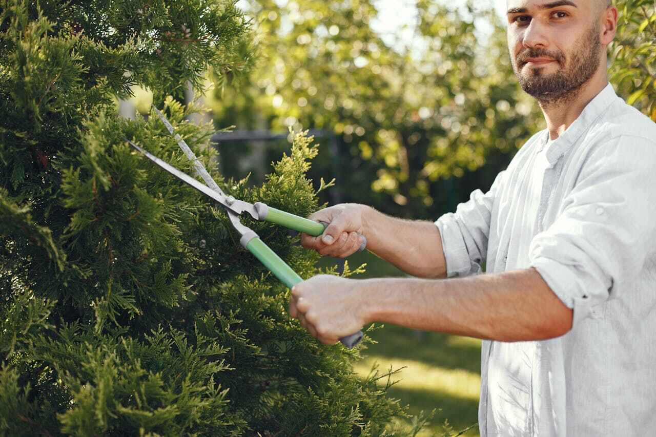 Best Residential Tree Removal  in Heritage Lake, IL